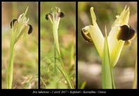 Iris-tuberosa2